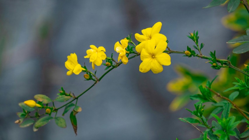 SARI YASEMİN FİDANI - ÇİÇEKLİ SARILICI BİTKİ (Jasminum Nudiflorum)