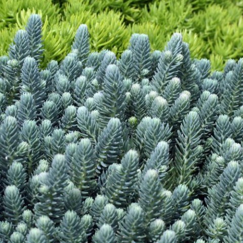SEDUM REFLEXUM 'Blue Spruce' - 45 ADET YER ÖRTÜCÜ SUKULENT