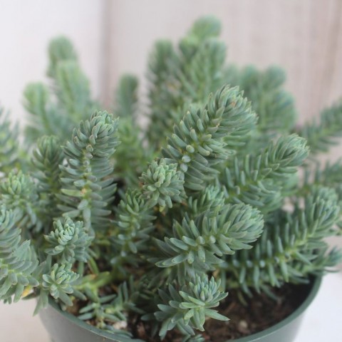 SEDUM REFLEXUM 'Blue Spruce' - 45 ADET YER ÖRTÜCÜ SUKULENT
