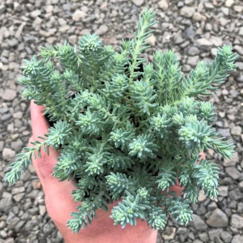 SEDUM REFLEXUM 'Blue Spruce' - 20 ADET YER ÖRTÜCÜ SUKULENT