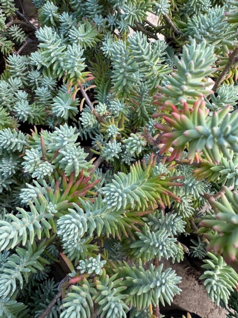 SEDUM REFLEXUM 'Blue Spruce' - 5 ADET YER ÖRTÜCÜ SUKULENT