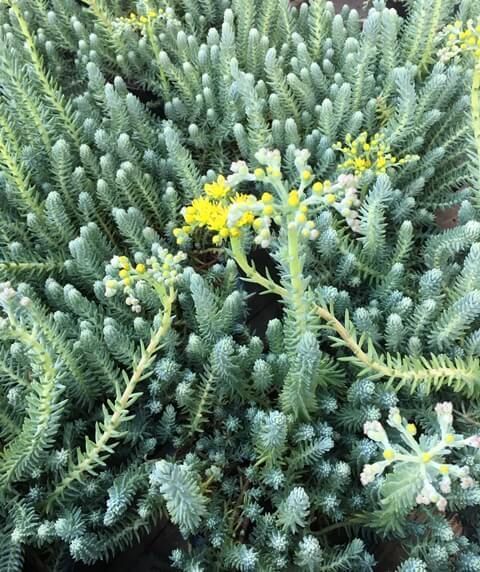 SEDUM REFLEXUM 'Blue Spruce' - 5 ADET YER ÖRTÜCÜ SUKULENT