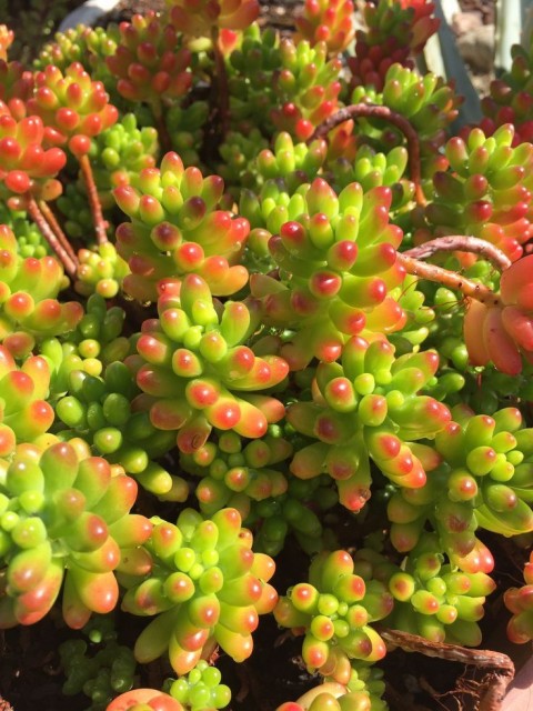 SEDUM RUBROTINCTUM 10 ADET - Jelly Bean Sukulent