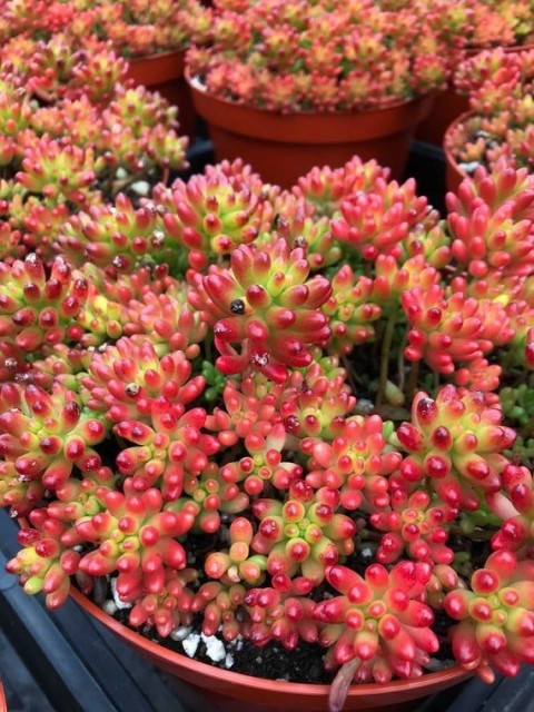 SEDUM RUBROTINCTUM 20 ADET - Jelly Bean Sukulent