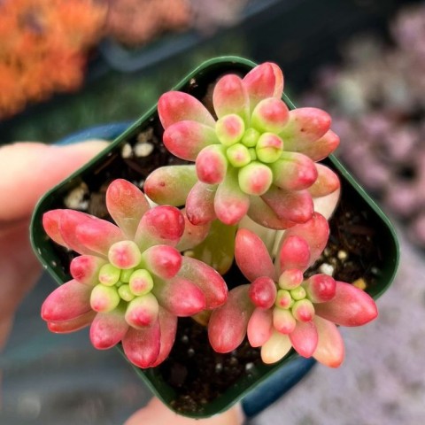 SEDUM RUBROTINCTUM 5 ADET - Jelly Bean Sukulent