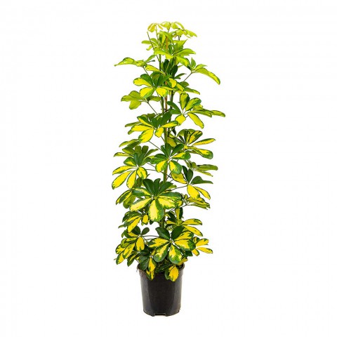 Şeflera( Alacalı ) – Şemsiye Ağacı 60-80 cm