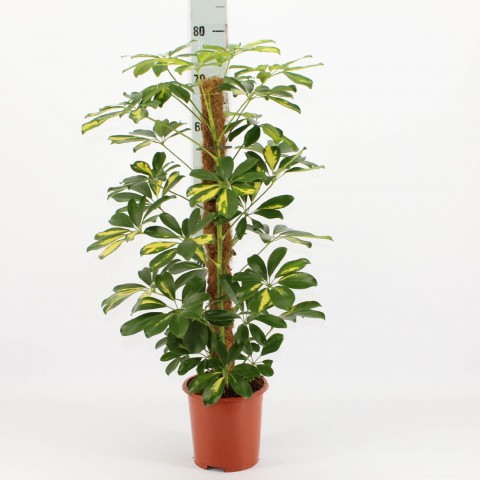 Şeflera( Alacalı ) – Şemsiye Ağacı 60-80 cm