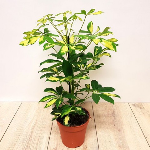 Şeflera( Alacalı ) – Şemsiye Ağacı 60-80 cm