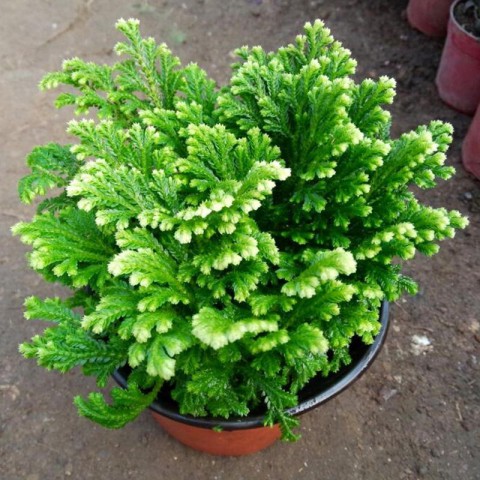 Selaginella – Süs Yosunu