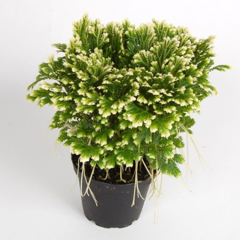 Selaginella – Süs Yosunu
