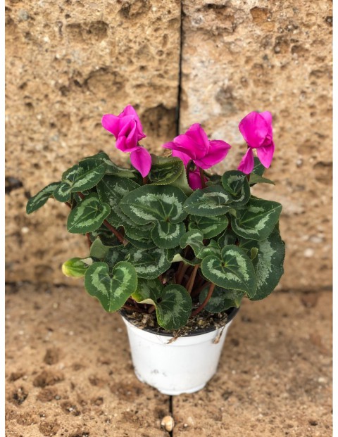 SEVGİLİLER GÜNÜ ÇİÇEĞİ PEMBE SİKLAMEN
