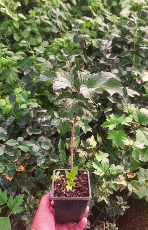 ŞİFALI GİREBOLU FİDANI 5 ADET - GİLABORU