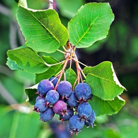 ŞİFALI SASKATOON BERRY FİDANI 3 ADET