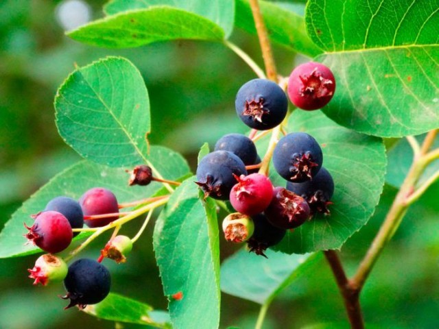 ŞİFALI SASKATOON BERRY FİDANI