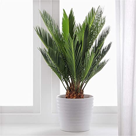 Sikas – Japon Sago Palmiyesi 30-40cm