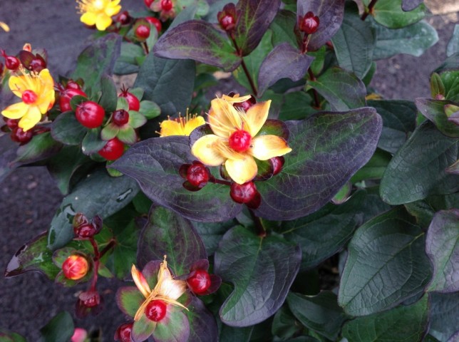 SİYAH KANTARON ÇALISI 3 ADET - Hypericum Inodorum Magical Black