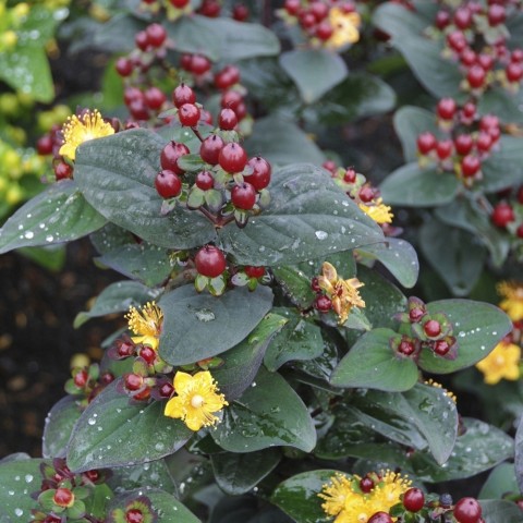 SİYAH KANTARON ÇALISI 3 ADET - Hypericum Inodorum Magical Black