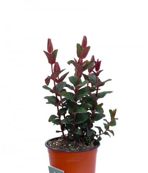 SİYAH KANTARON ÇALISI 3 ADET - Hypericum Inodorum Magical Black