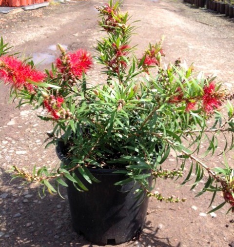 SİYAH ÜRETİM SAKSISI 10 ADET - 1 LT 13 CM