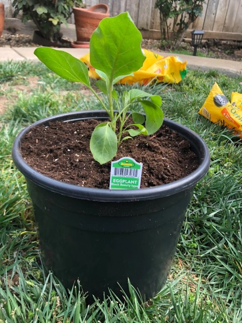 SİYAH ÜRETİM SAKSISI 20 ADET - 15 LT 31 CM