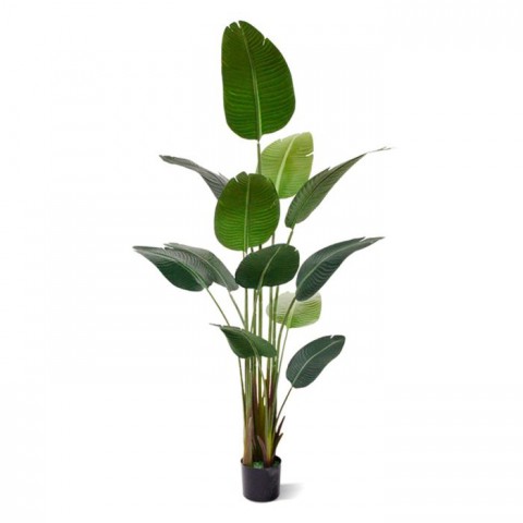 Starliçe (Cennet Kuşu Çiçeği) Strelitzia Nicolai - 60 cm 3 Adet