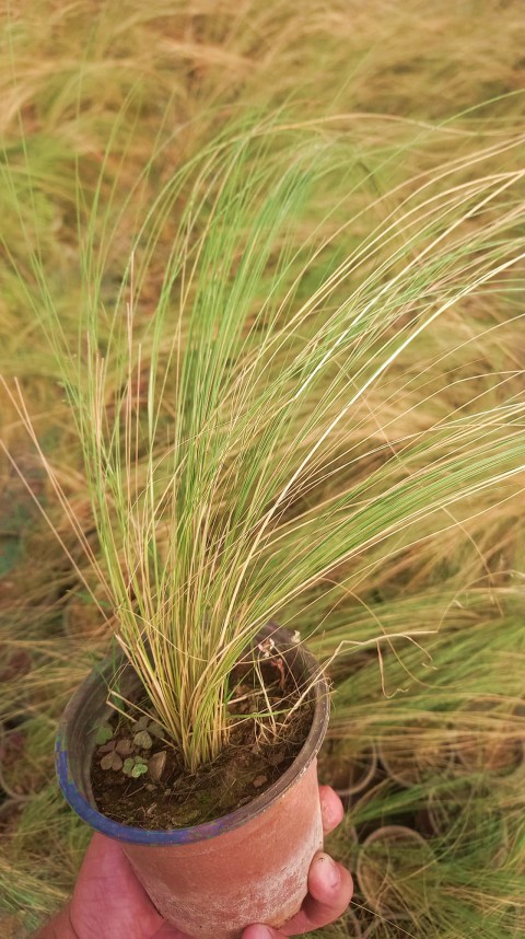 STİPA AT KUYRUĞU 20 ADET - OTSU YER ÖRTÜCÜ BİTKİ STİPA AT KUYRUĞU 20 ADET - OTSU YER ÖRTÜCÜ BİTKİ