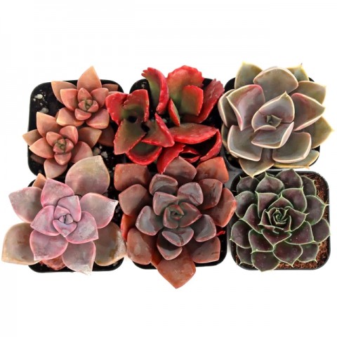 SUKULENT SETİ KIRMIZI RENKLİ 12'Lİ SET