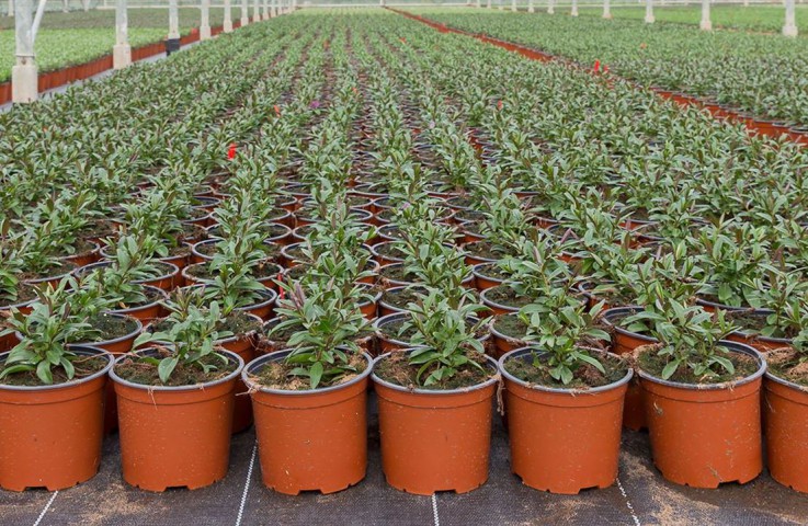 THERMOFORM VAKUM SAKSI 100 ADET - ÜRETİM SAKSISI 13 CM