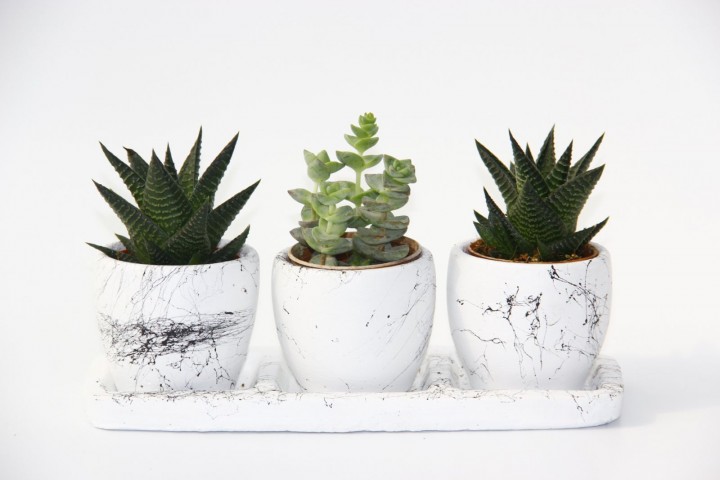 TRIO WHITE SUKULENT SETİ - Haworthia, Crassula Perforata