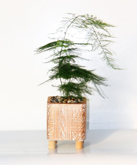 TÜL KUŞKONMAZ ASPARAGUS - HEDİYELİK BRONZ SAKSIDA