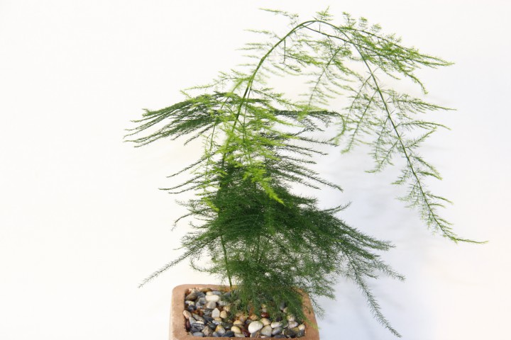 TÜL KUŞKONMAZ ASPARAGUS - HEDİYELİK BRONZ SAKSIDA