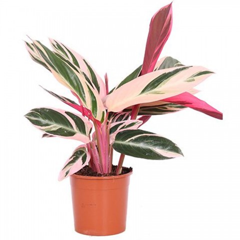 Üç Renkli Kaletya (Calathea Triostar)