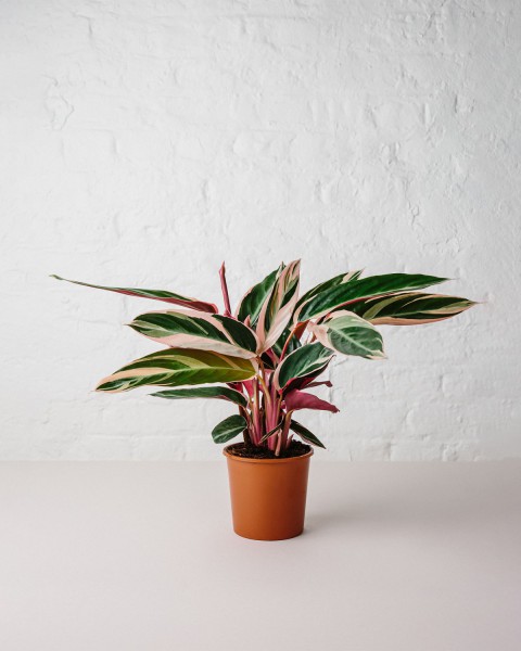Üç Renkli Kaletya (Calathea Triostar)