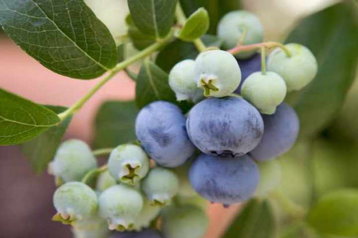 Yaban Mersini ( Blue Berry ) Fidanı