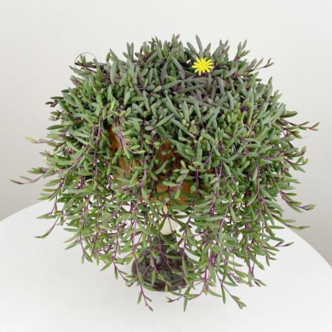 Yakut Kolyesi – Othonna capensis