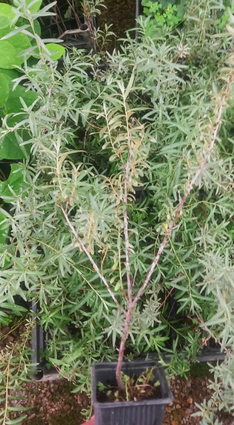 YALANCI(YABANİ) İĞDE FİDANI - HIPPOPHAE RHAMNOIDES