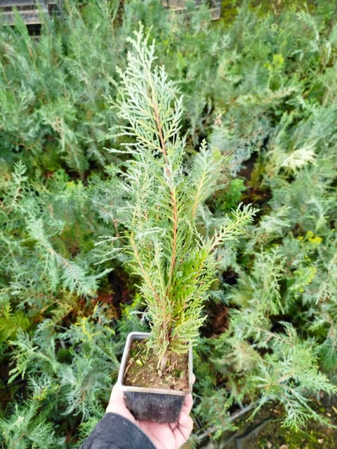 YEŞİL MAZI 3 ADET /  30-50 cm ÇİT BİTKİSİ ( Thuja Orientalis )