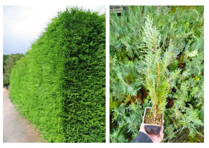 YEŞİL MAZI 40 ADET /  30-50 cm ÇİT BİTKİSİ ( Thuja Orientalis )