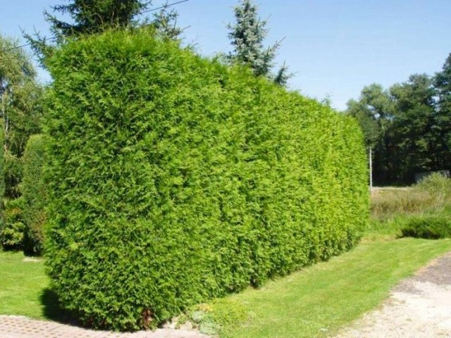 YEŞİL MAZI 5 ADET /  30-50 cm ÇİT BİTKİSİ ( Thuja Orientalis )