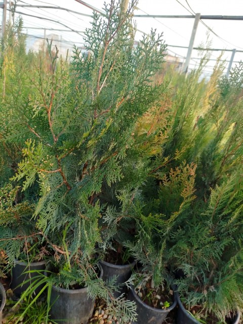YEŞİL MAZI ÇİT BİTKİSİ 10 ADET 80-100 CM 4-5 YAŞ (Thuja Orientalis )