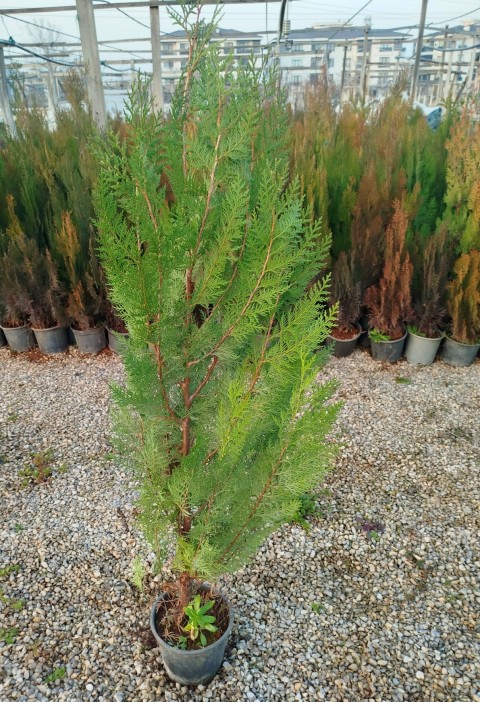 YEŞİL MAZI ÇİT BİTKİSİ 20 ADET 80-100 CM 4-5 YAŞ (Thuja Orientalis )