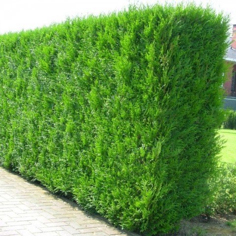 YEŞİL MAZI ÇİT BİTKİSİ 3 ADET 80-100 CM 4-5 YAŞ (Thuja Orientalis )