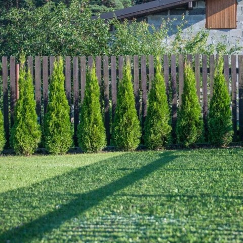 YEŞİL MAZI ÇİT BİTKİSİ 3 ADET 80-100 CM 4-5 YAŞ (Thuja Orientalis )