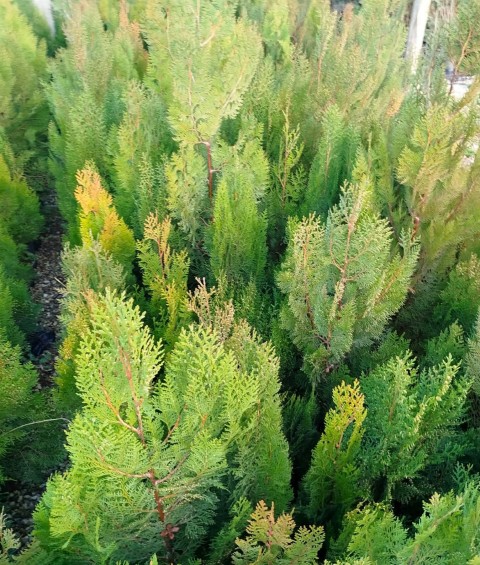 YEŞİL MAZI ÇİT BİTKİSİ 3 ADET 80-100 CM 4-5 YAŞ (Thuja Orientalis )