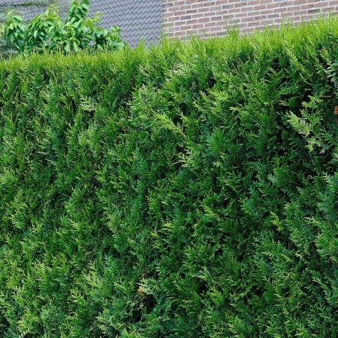 YEŞİL MAZI ÇİT BİTKİSİ 80-100 CM 4-5 YAŞ (Thuja Orientalis )