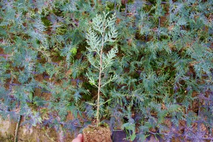 YEŞİL MAZI FİDANI 10 ADET -  ÇİT BİTKİSİ ( Thuja Orientalis )