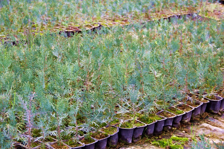 YEŞİL MAZI FİDANI 10 ADET -  ÇİT BİTKİSİ ( Thuja Orientalis )