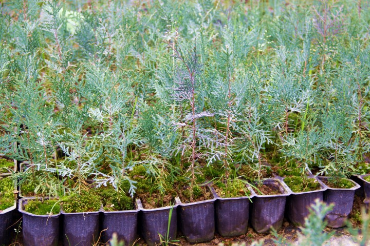 YEŞİL MAZI FİDANI 50 ADET -  ÇİT BİTKİSİ ( Thuja Orientalis )