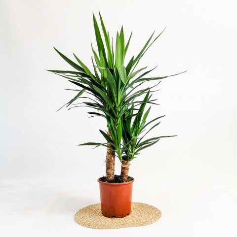 Yuka – Yucca 2’li 100-125cm