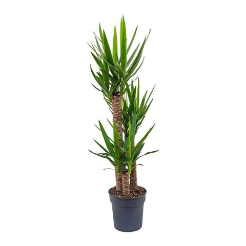 Yuka – Yucca 3’lü 100-125cm
